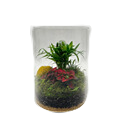 Cylinder Glass Terrarium